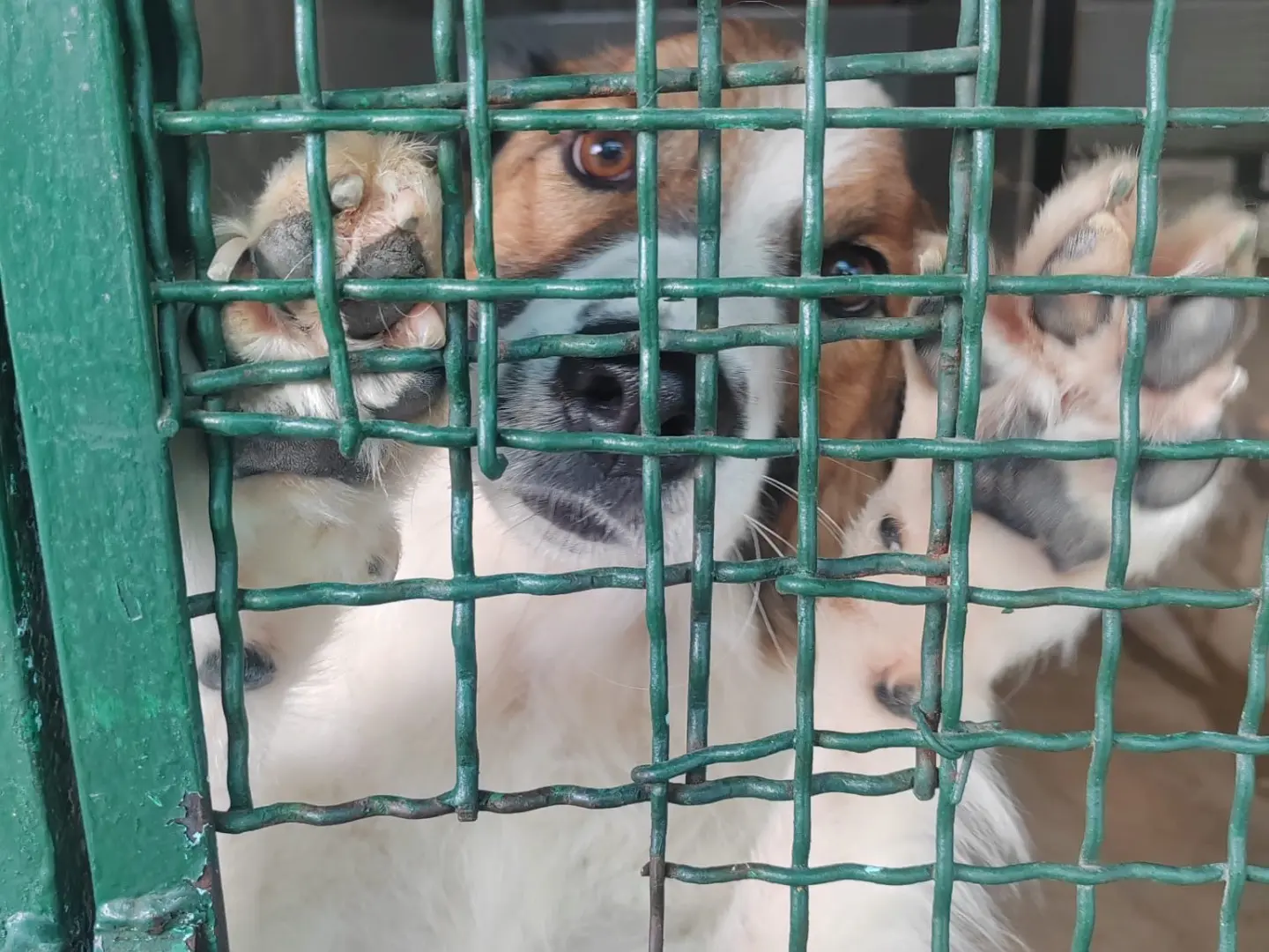 Adotta un cane, taglia media, maschio, Milano