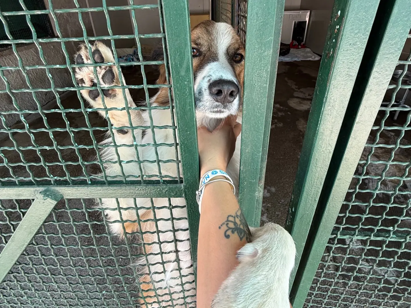 Adozione cane, maschio, Razza sconosciuta Razza sconosciuta, 5 anni e 11 mesi, taglia media, Milano