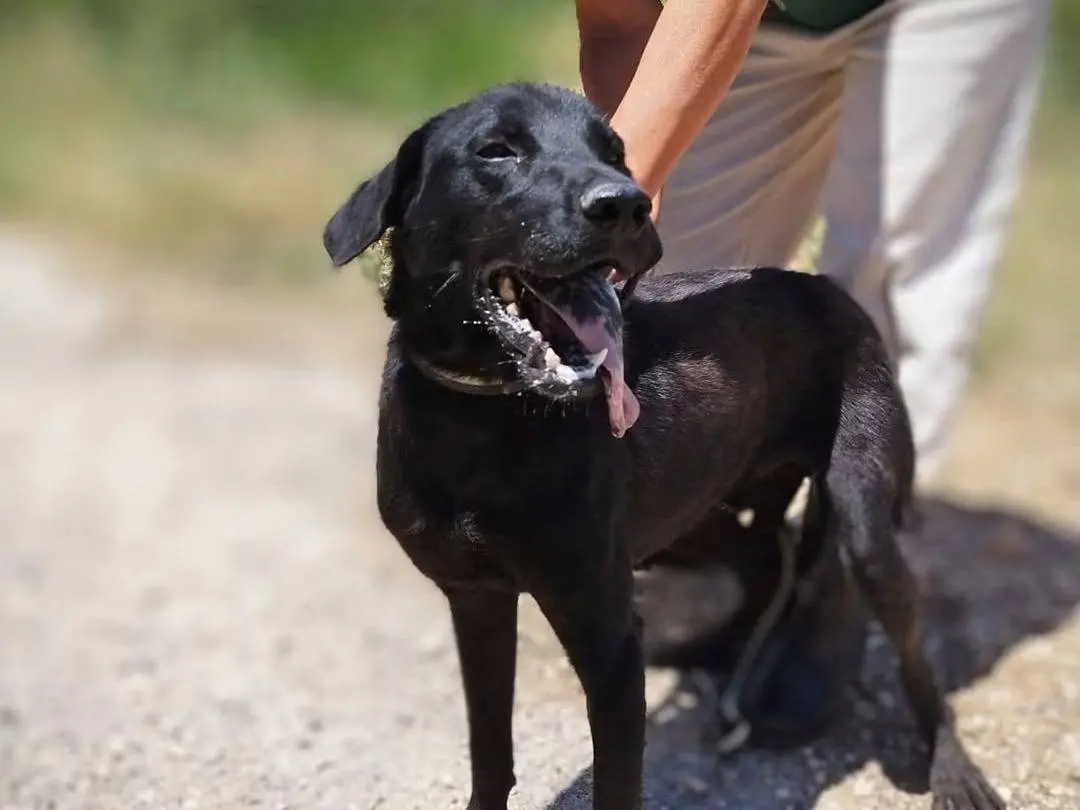Adotta un cane, maschio, 2 anni e 2 mesi, Trapani