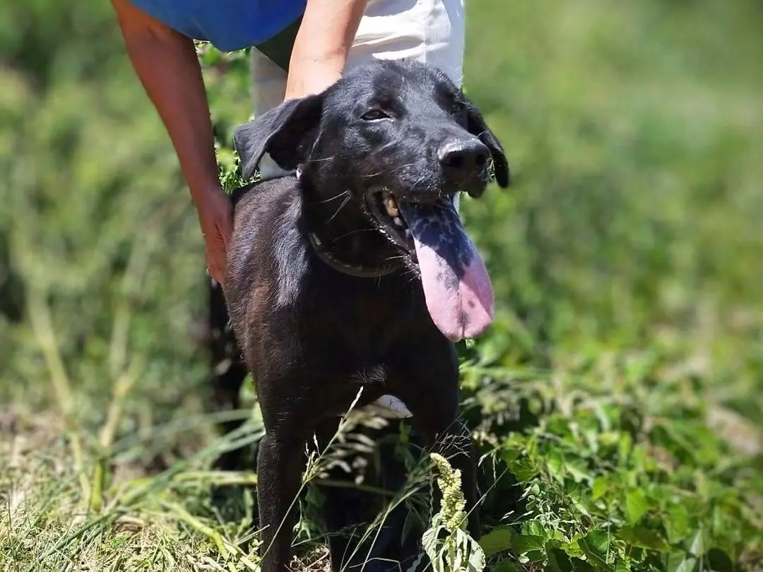 Adozione cane, maschio, Razza sconosciuta Razza sconosciuta, 2 anni e 2 mesi, taglia media, Trapani