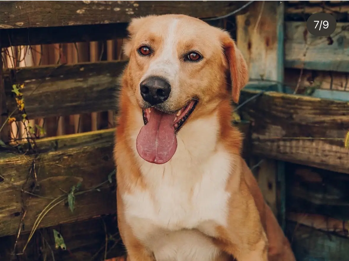 Vuoi adottare un cane a Treviso?