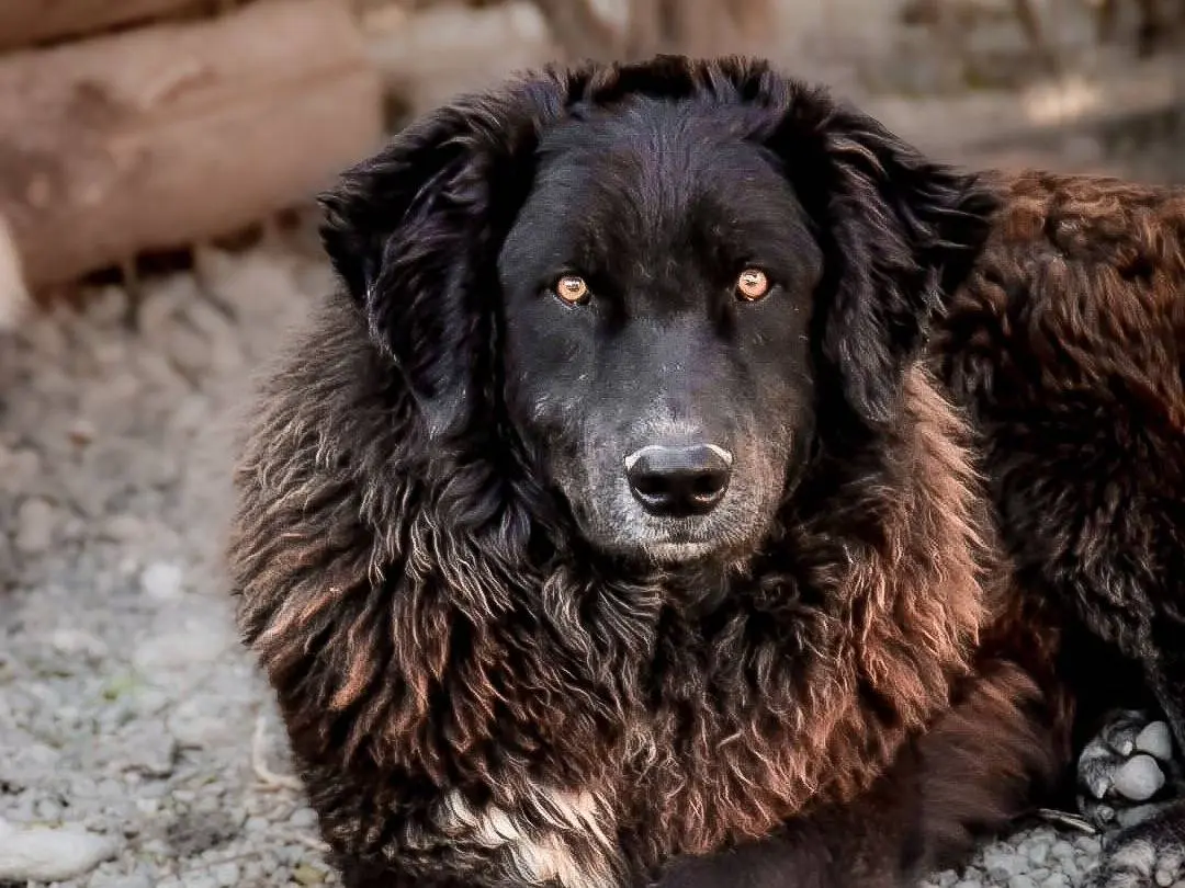Adotta un cane, taglia grande, maschio, Crotone