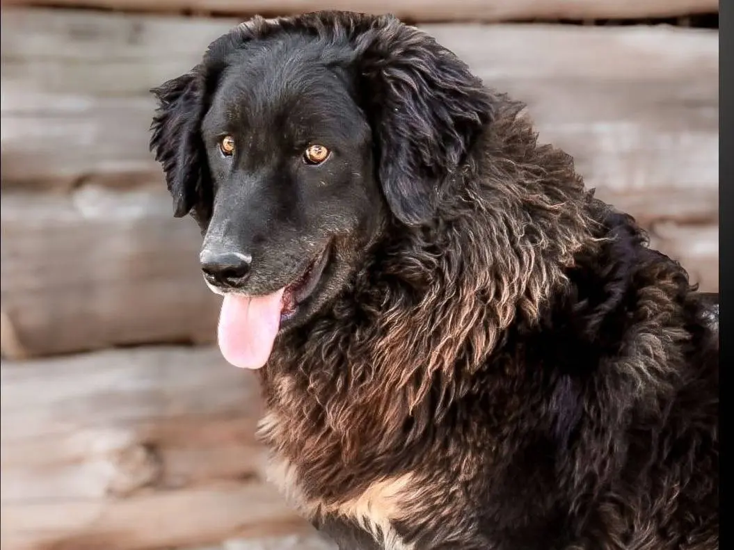 Adotta un cane, maschio, 2 anni e 1 mese, Crotone