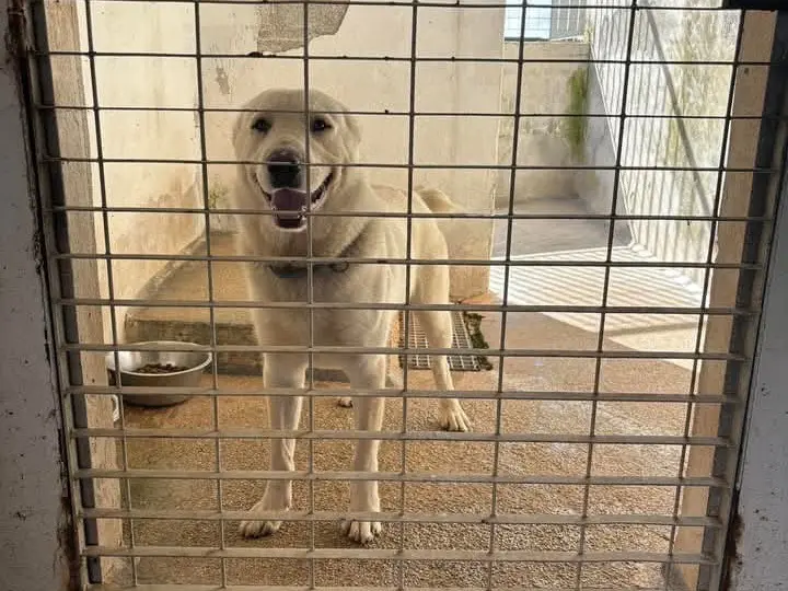 Adotta un cane, maschio, 2 anni e 7 mesi, Brindisi