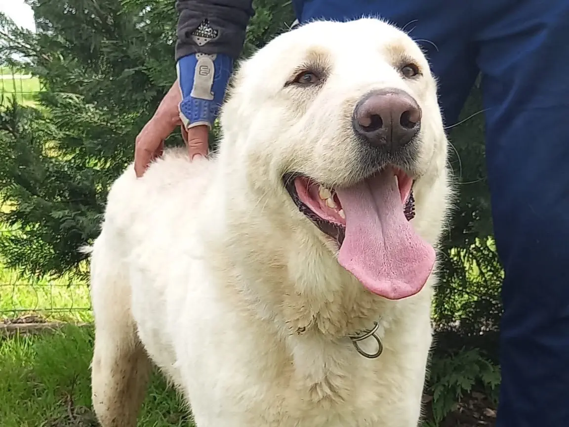 Adotta un cane, taglia gigante, maschio, Brindisi