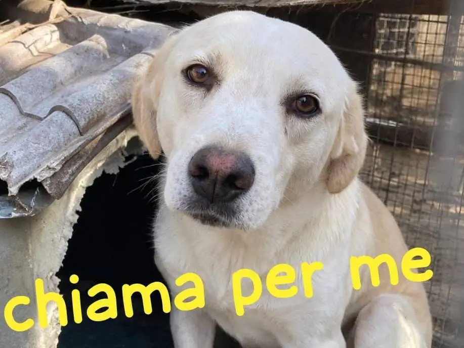 Adozione cane, maschio, Razza sconosciuta Razza sconosciuta, 3 anni e 1 mese, taglia media, Torino