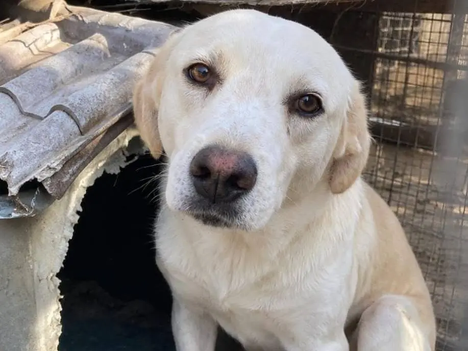 Adotta un cane, taglia media, maschio, Torino