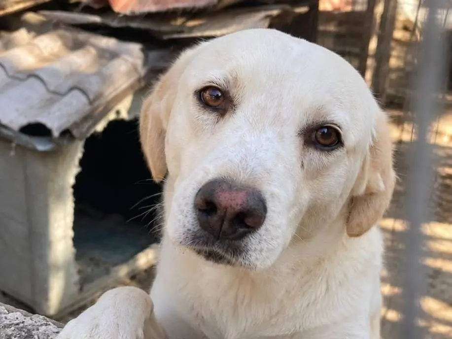 Adotta un cane, maschio, 3 anni e 1 mese, Torino