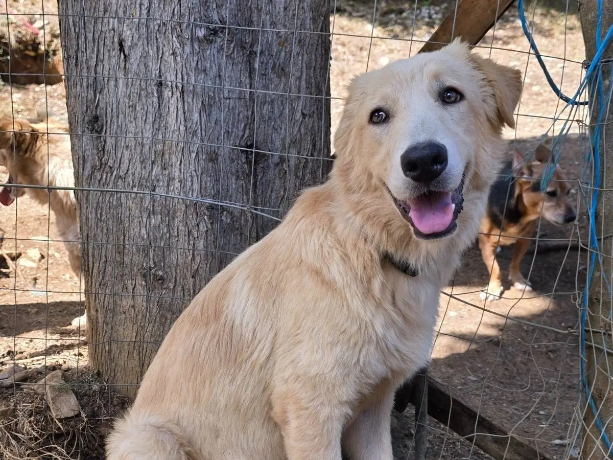 Adozione cane, maschio, Razza sconosciuta Razza sconosciuta, 9 mesi, taglia grande, Roma