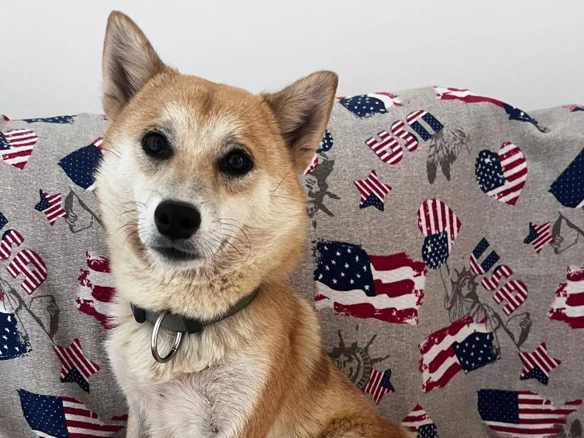Adotta un cane, femmina, 2 anni e 7 mesi, Bari