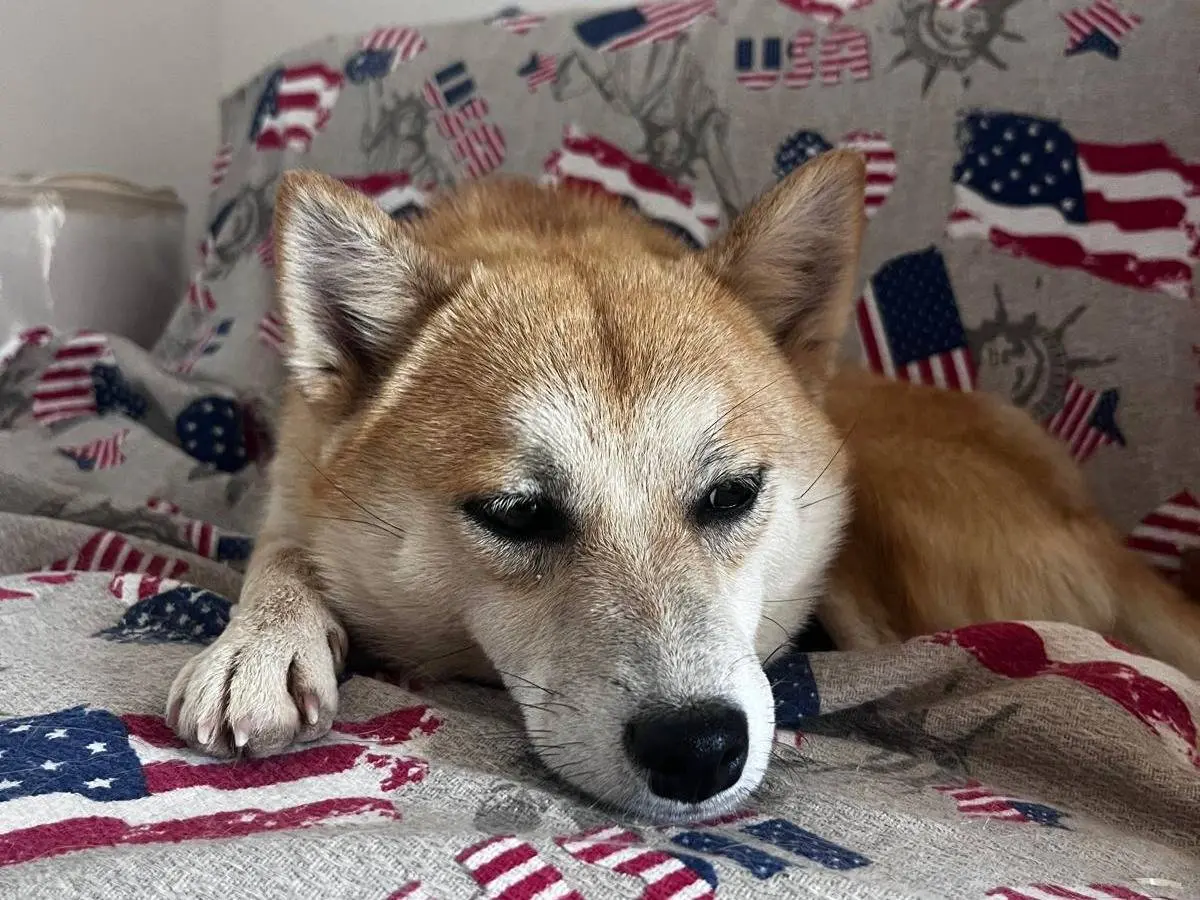 Adozione cane, femmina, Shiba Razza sconosciuta, 2 anni e 7 mesi, taglia piccola, Bari