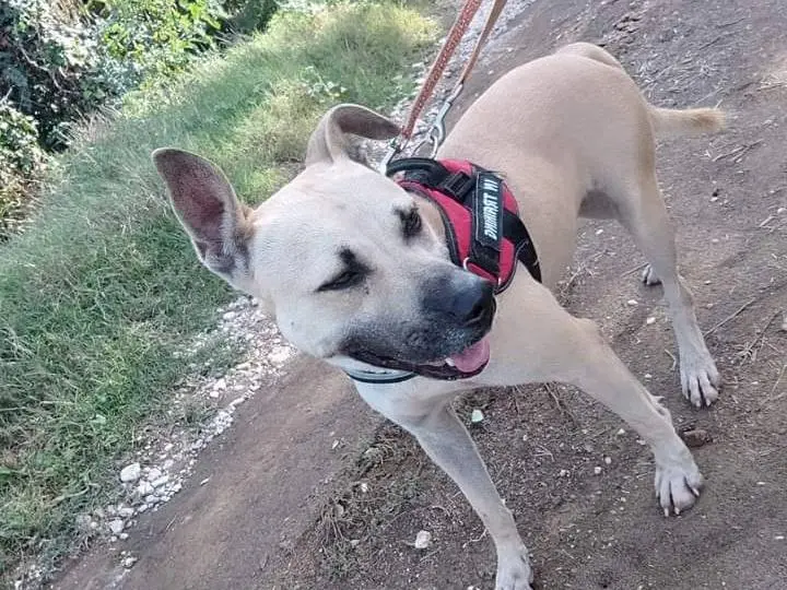 Adotta un cane, femmina, 6 anni e 9 mesi, Napoli