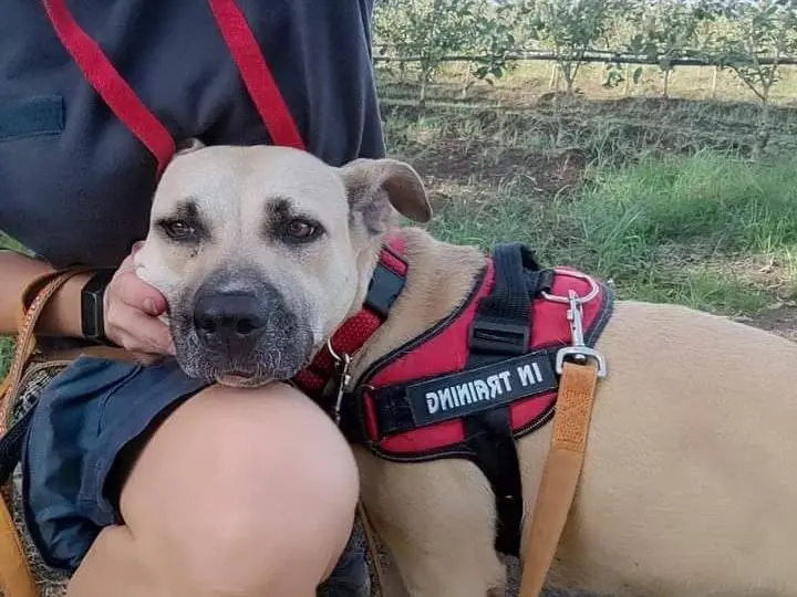 Adozione cane, femmina, meticcio, 6 anni e 9 mesi, taglia media, Napoli