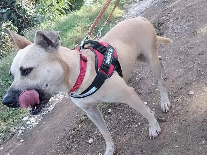 Vuoi adottare un cane a Napoli?