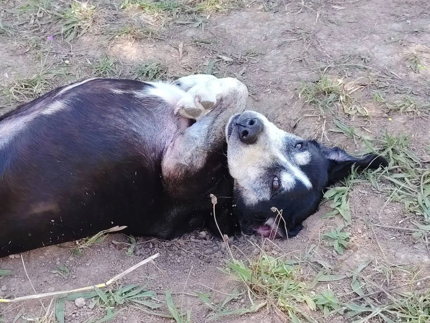 Adotta un cane, maschio, 12 anni e 4 mesi, Roma