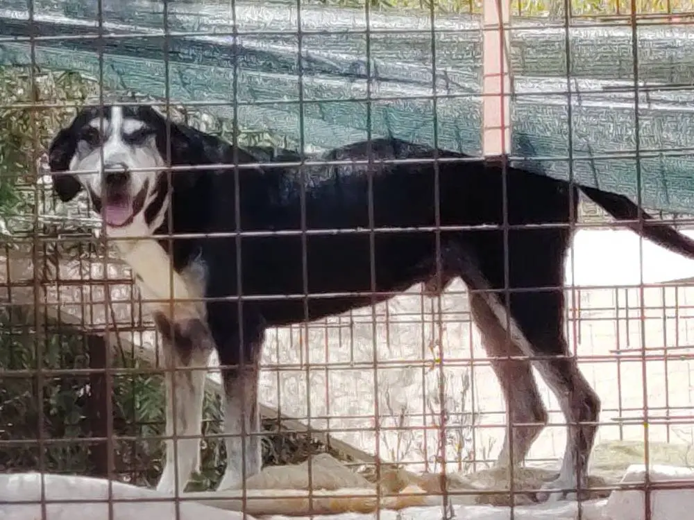 Adotta un cane, taglia media, maschio, Roma