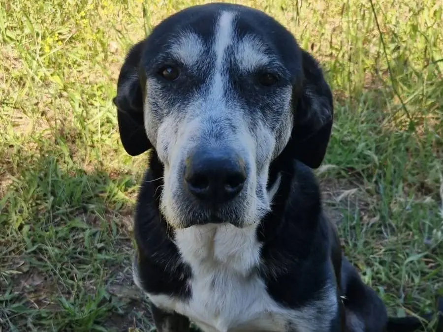 Adozione cane, maschio, Razza sconosciuta Razza sconosciuta, 12 anni e 4 mesi, taglia media, Roma