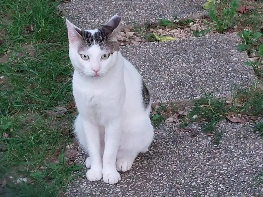 Adozione gatto, maschio, Razza sconosciuta Razza sconosciuta, 8 anni e 8 mesi, taglia non valida, Verona