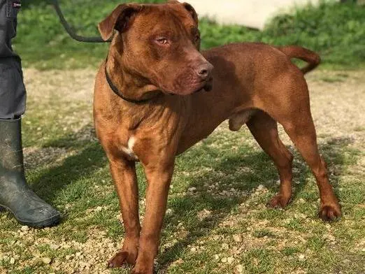 Adotta un cane, taglia grande, maschio, Latina