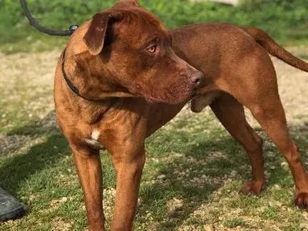 Adotta un cane, maschio, 8 anni e 8 mesi, Latina