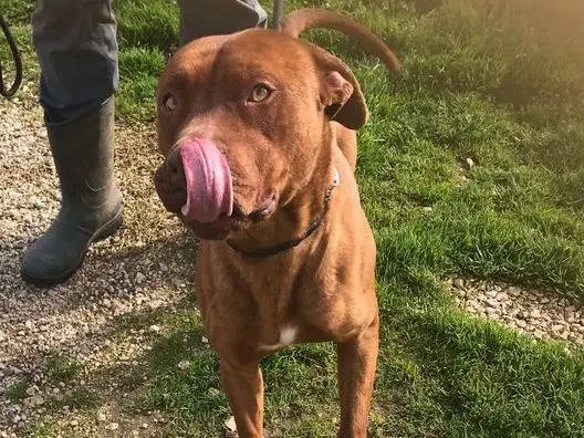 Adozione cane, maschio, Razza sconosciuta Razza sconosciuta, 8 anni e 8 mesi, taglia grande, Latina