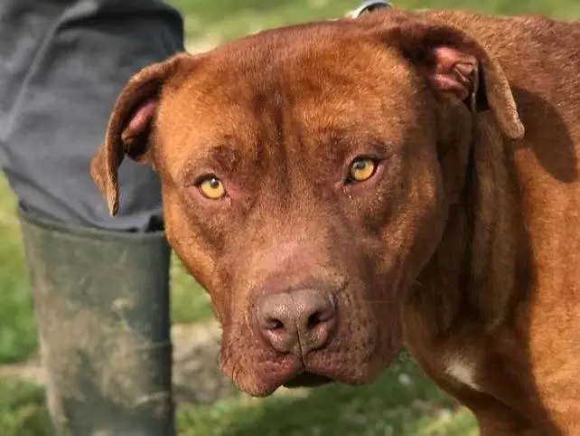 Vuoi adottare un cane a Latina?