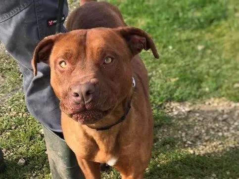 Adotta il cane EVANDER a Latina