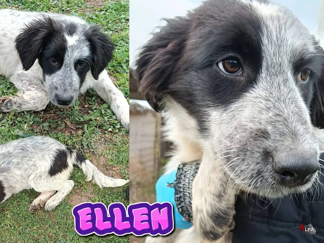 Adozione cane, femmina, Razza sconosciuta Razza sconosciuta, 11 mesi, taglia grande, Roma