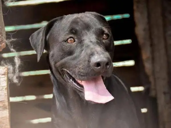 Adotta un cane, maschio, 3 anni e 9 mesi, Crotone