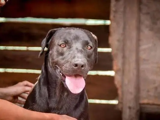 Vuoi adottare un cane a Crotone?