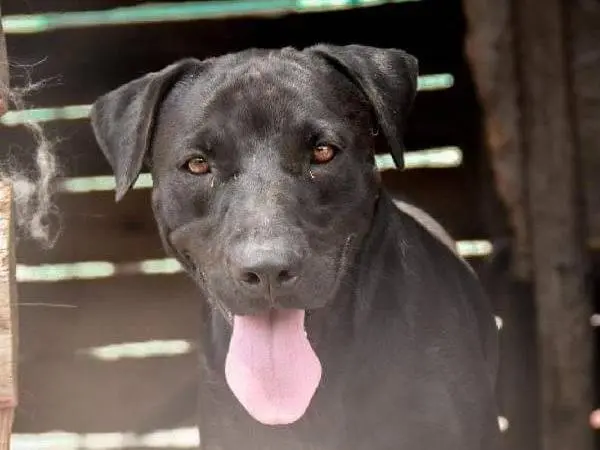 Adotta il cane GORI a Crotone
