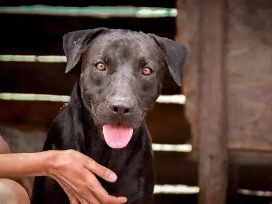 Adotta un cane, taglia media, maschio, Crotone