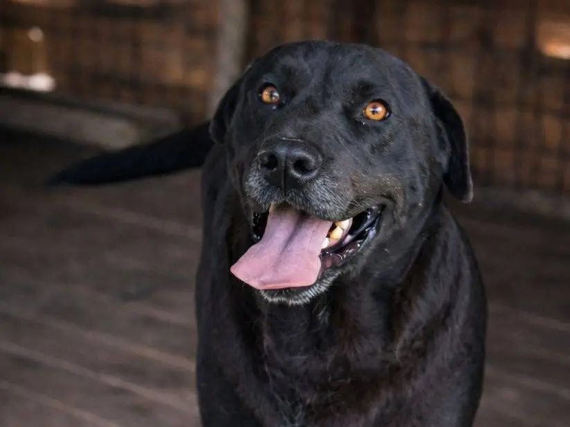 Adozione cane, maschio, Labrador Retriever Razza sconosciuta, 3 anni e 9 mesi, taglia media, Crotone