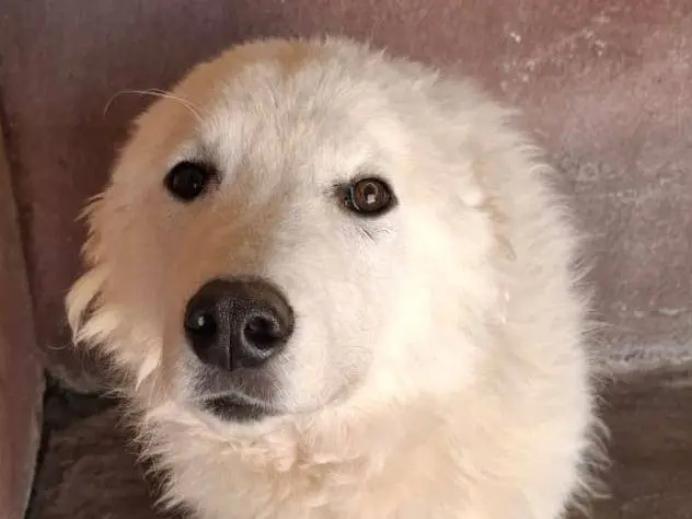 Adotta un cane, maschio, 4 anni e 4 mesi, Brescia