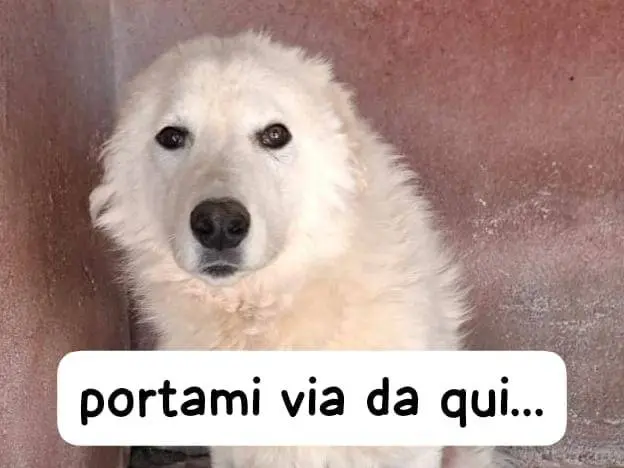 Adozione cane, maschio, Razza sconosciuta Razza sconosciuta, 4 anni e 4 mesi, taglia grande, Brescia