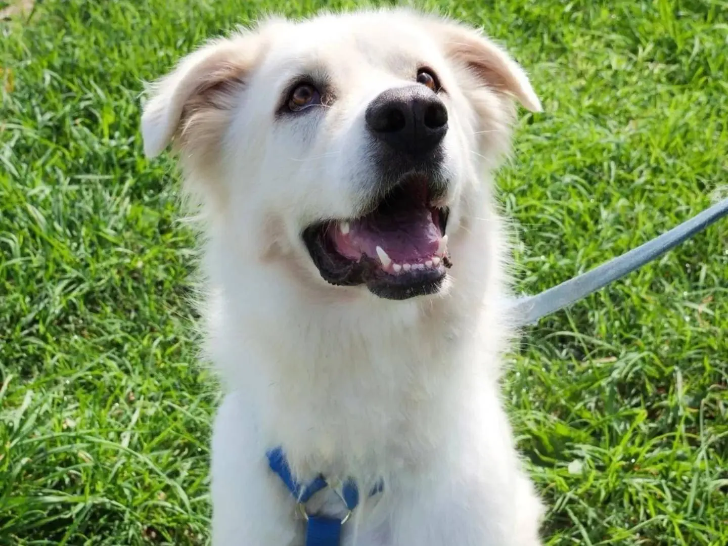 Vuoi adottare un cane a Napoli?