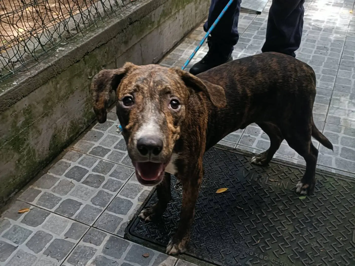 Vuoi adottare un cane a Palermo?