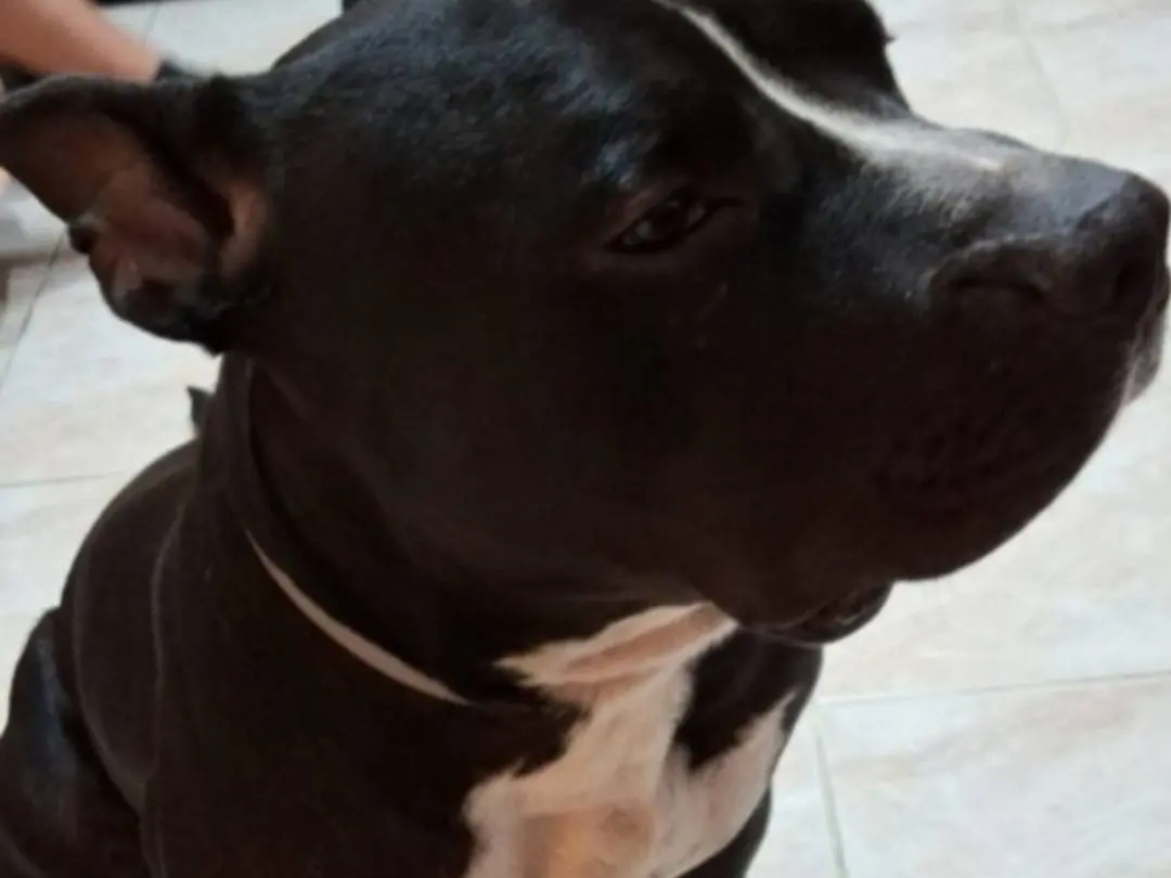Vuoi adottare un cane a Mantova?