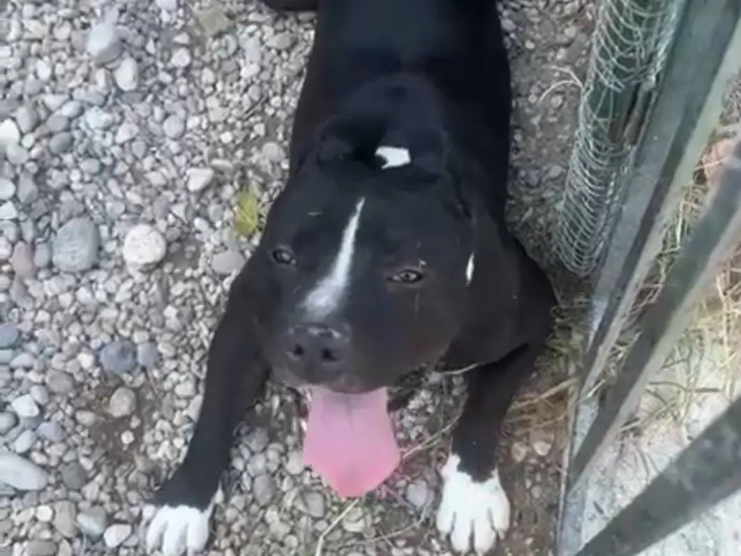 Adozione cane, maschio, Amstaff Razza sconosciuta, 3 anni e 4 mesi, taglia grande, Mantova
