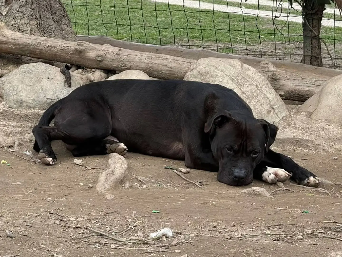 Adotta un cane, maschio, 4 anni e 10 mesi, Torino