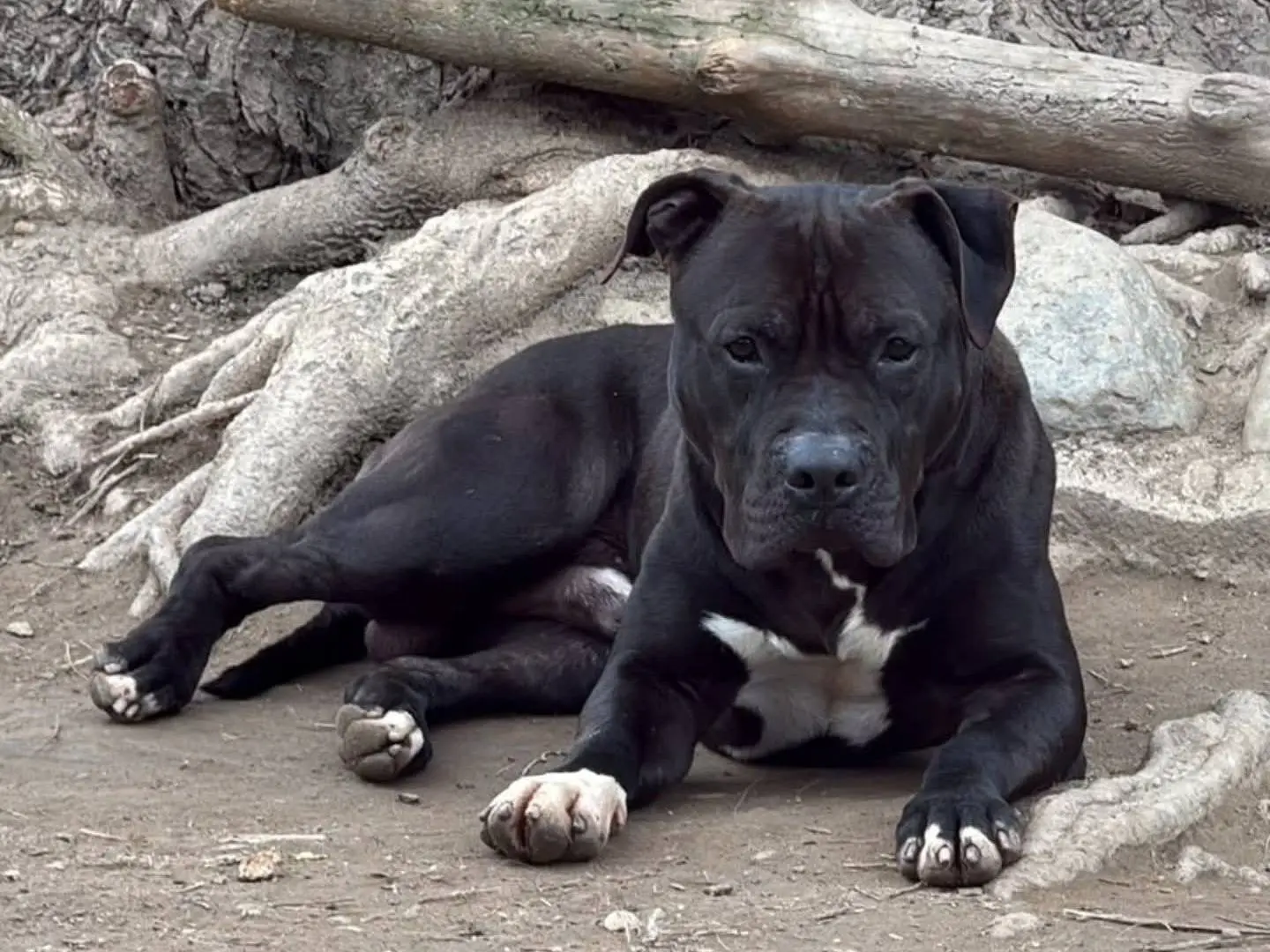 Adozione cane, maschio, Pitbull Razza sconosciuta, 4 anni e 10 mesi, taglia grande, Torino