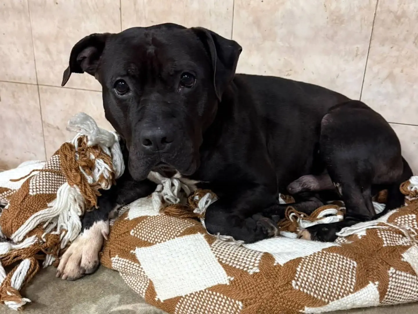 Adotta un cane, taglia grande, maschio, Torino