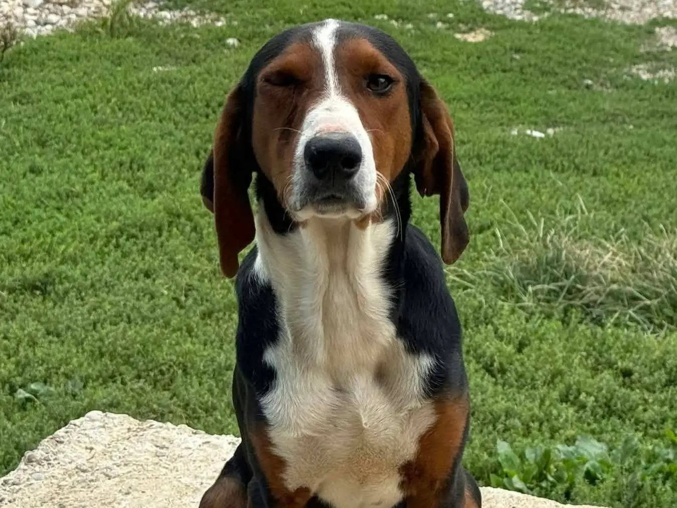 Vuoi adottare un cane a Firenze?