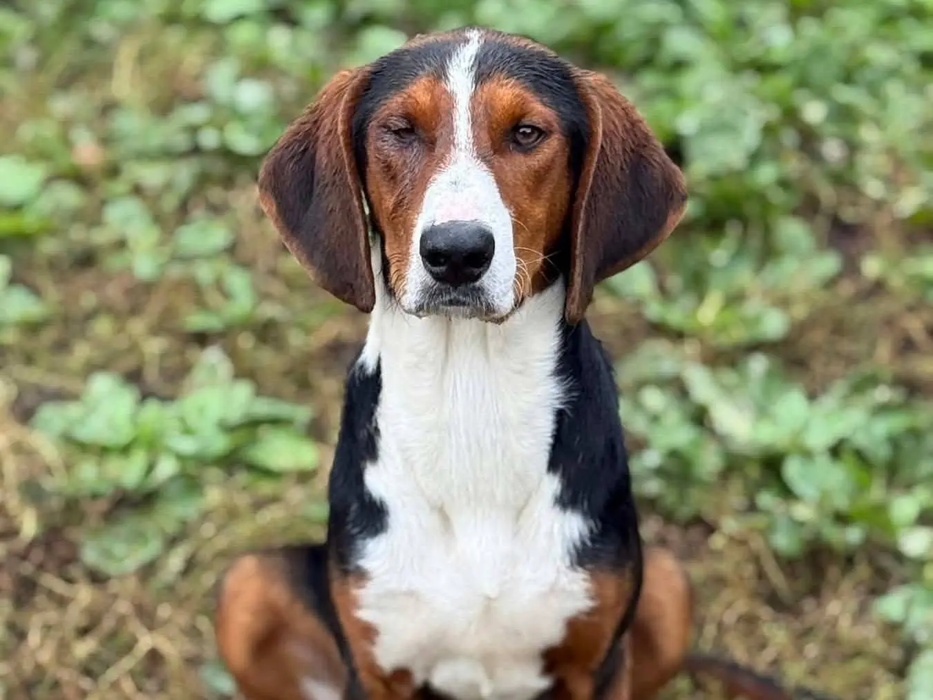 Adotta un cane, maschio, 10 mesi, Firenze