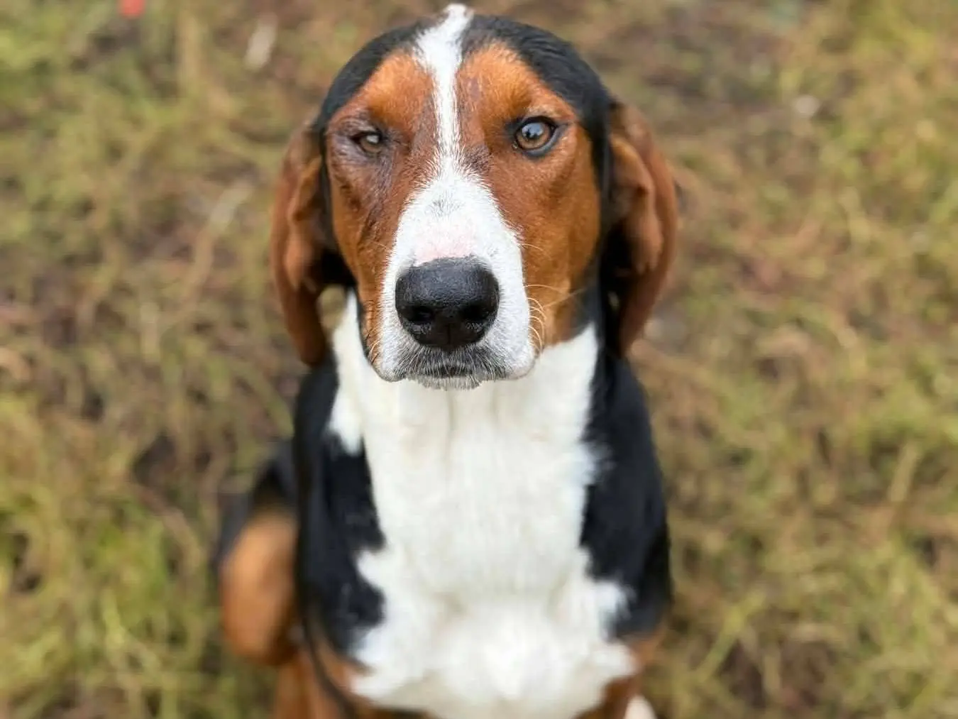 Adozione cane, maschio, Razza sconosciuta Razza sconosciuta, 10 mesi, taglia media, Firenze