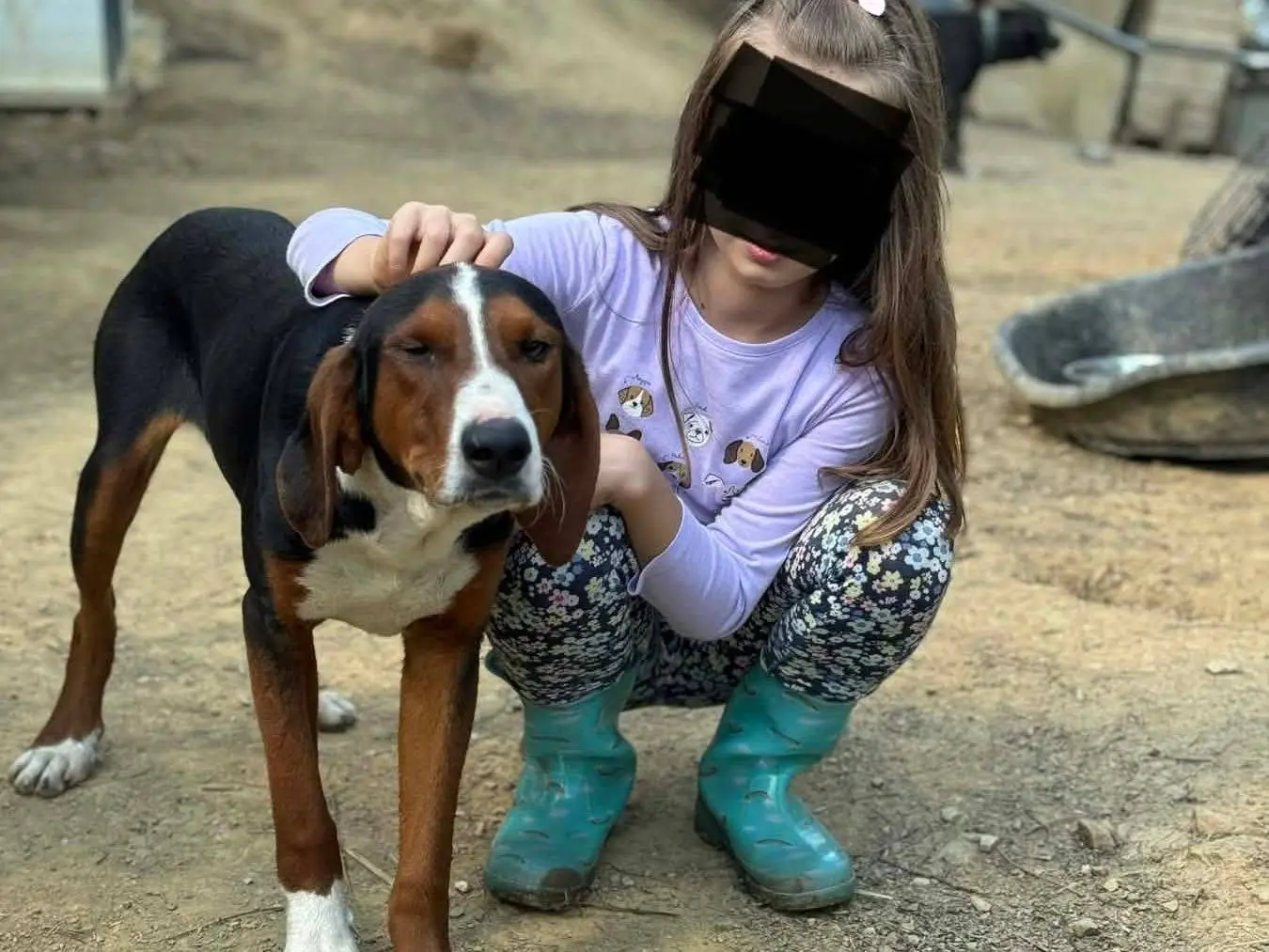 Adotta un cane, taglia media, maschio, Firenze