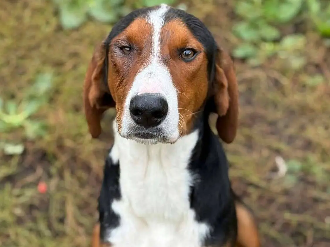 Adotta il cane RUFUS a Firenze