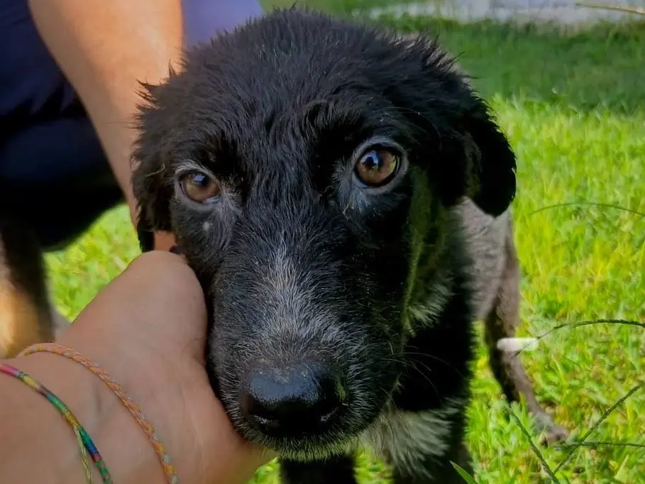 Adozione cane, femmina, Razza sconosciuta Razza sconosciuta, 5 mesi, taglia media, Crotone