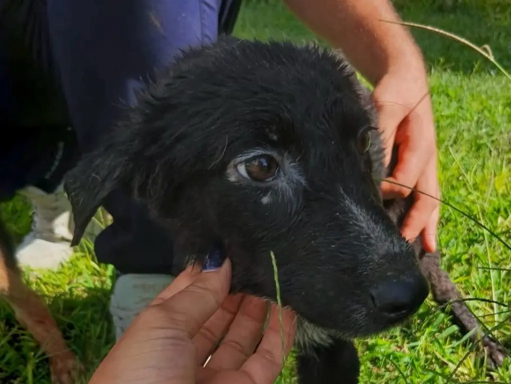 Adotta un cane, femmina, 5 mesi, Crotone