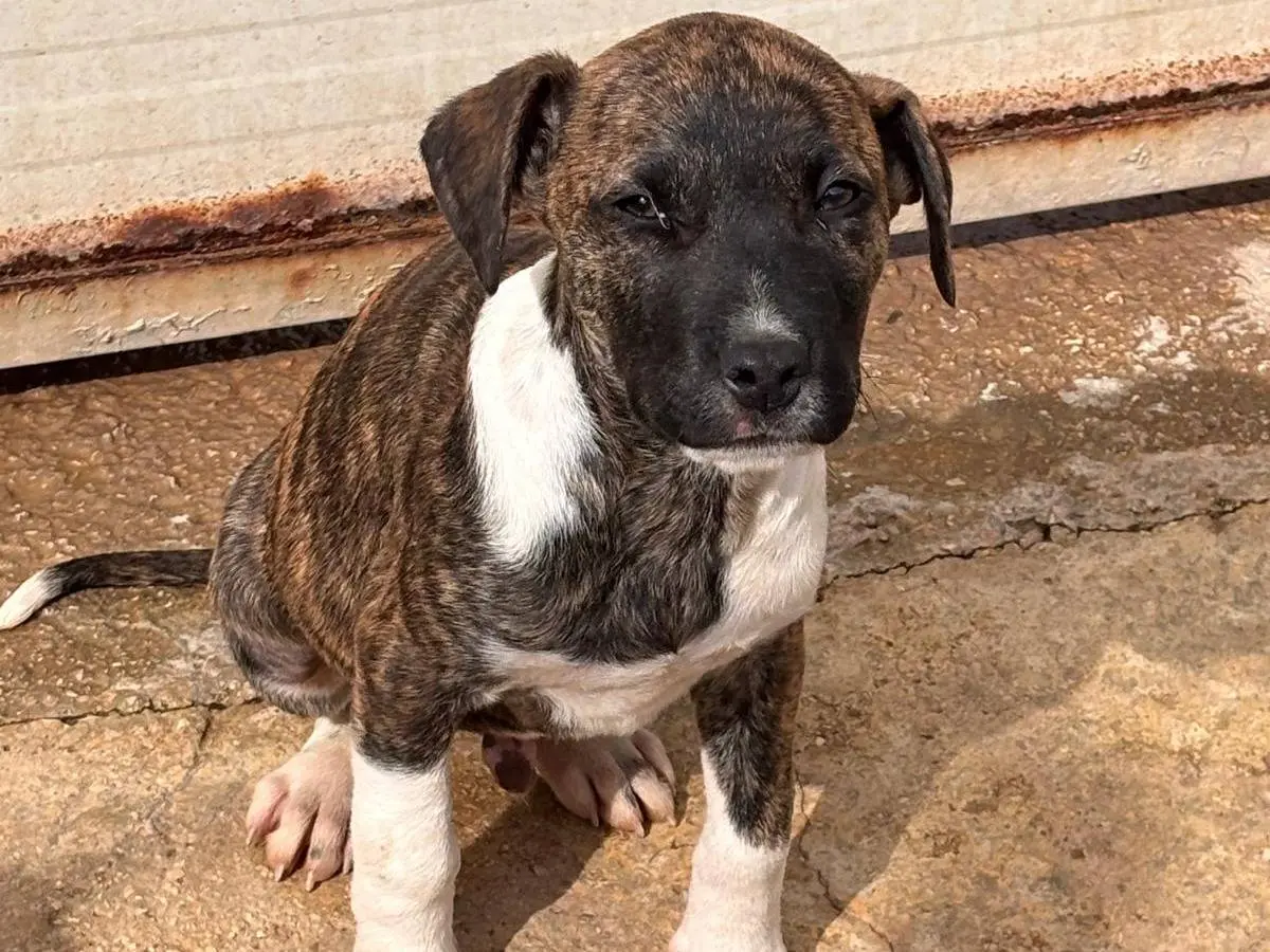 Adotta un cane, maschio, 10 mesi, Ragusa